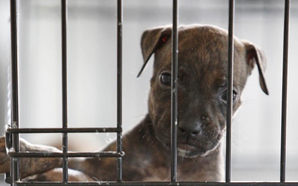 Picture of: Animal rights groups, lawmakers target pet store sales of dogs