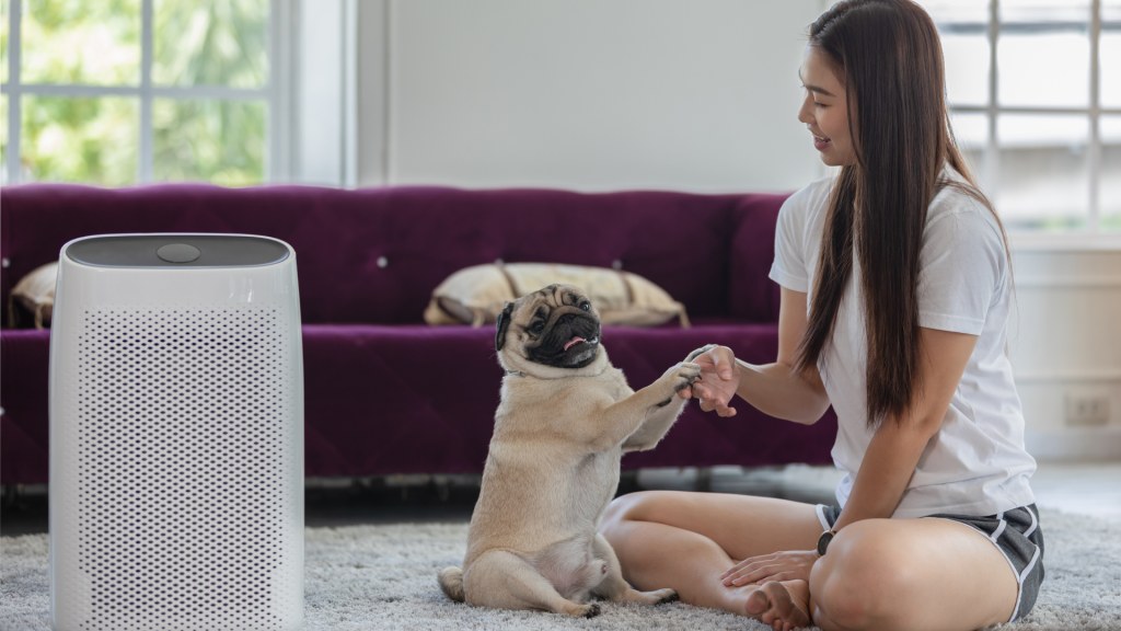 Picture of: Are air purifiers safe for pets?  Live Science