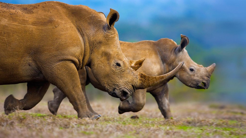 Picture of: Can Rhinos Be Pets – Fight For Rhinos
