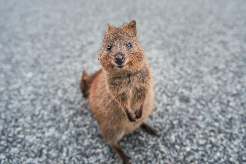 Picture of: Can You Have a Quokka as a Pet? – Conservation of Quokkas