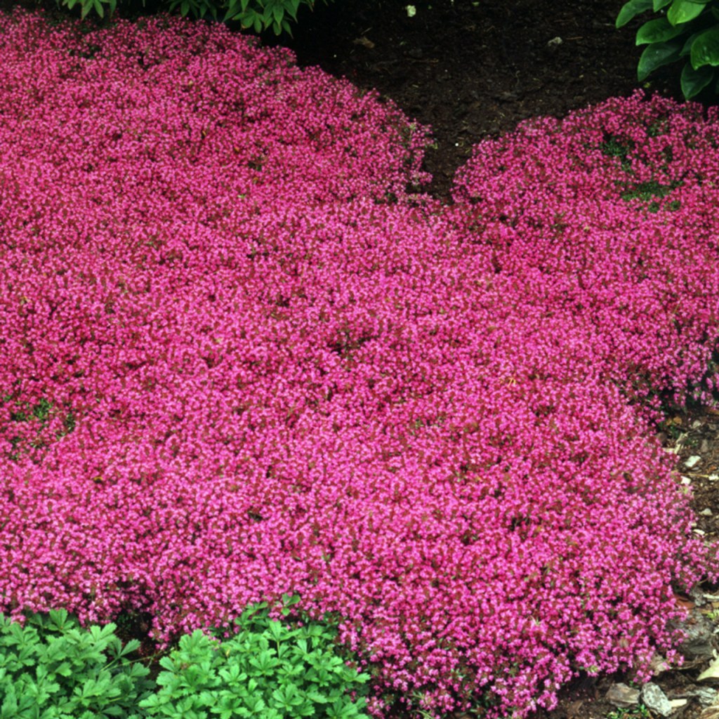 Picture of: Coccineus Red Creeping Thyme