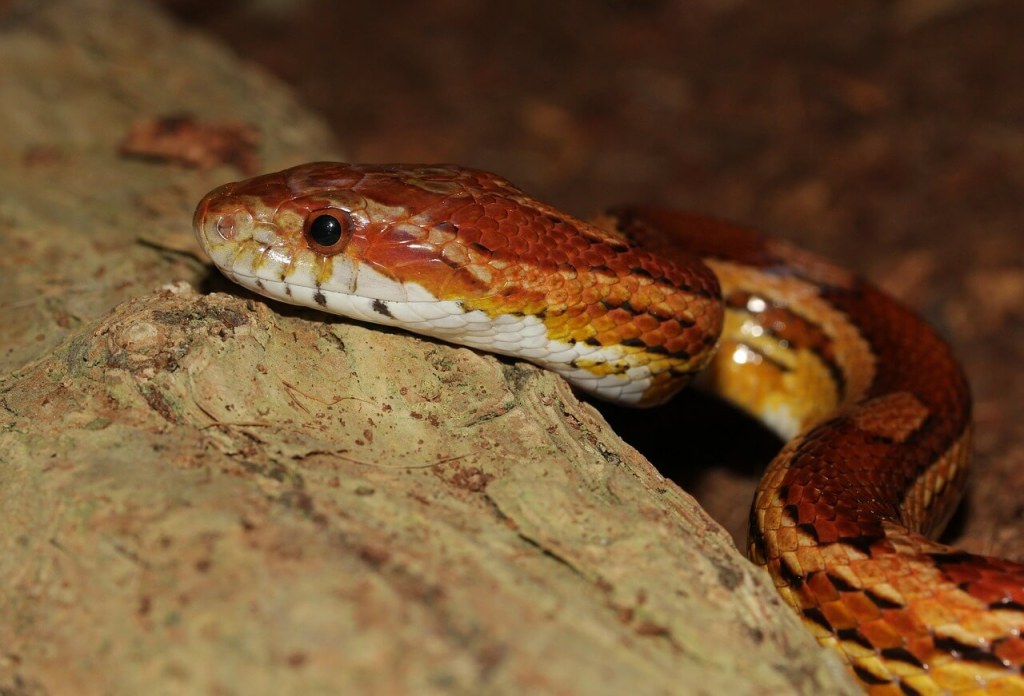 Picture of: Corn Snake Lifespan: How Long do Corn Snakes Live in Captivity