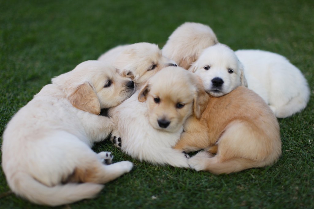 Picture of: Craigslist Golden Retriever Puppies For Sale Near Me Shop, % OFF