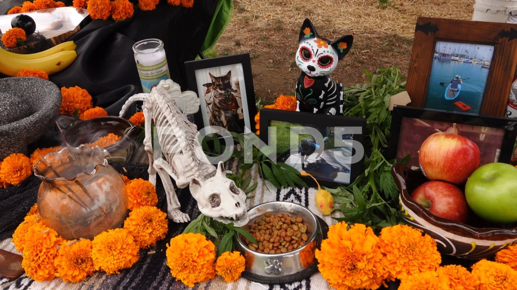 Picture of: Day of the Dead altar display for pet cat