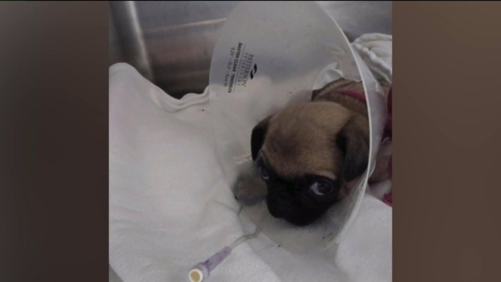 Picture of: Family feels misled and heartbroken after buying puppy off Craigslist