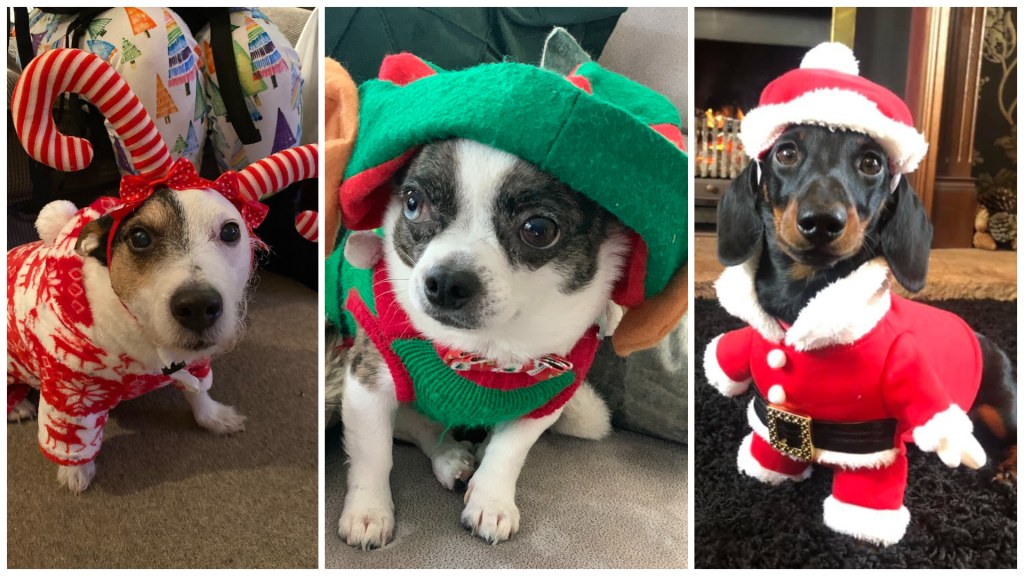 Picture of: Festive pets: Here are your pictures  ITV News Channel