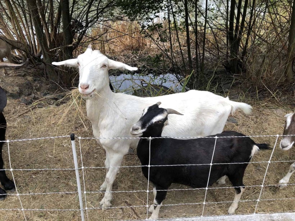 Picture of: Goats tread where mowers cannot go – Gig Harbor Now  A hyperlocal