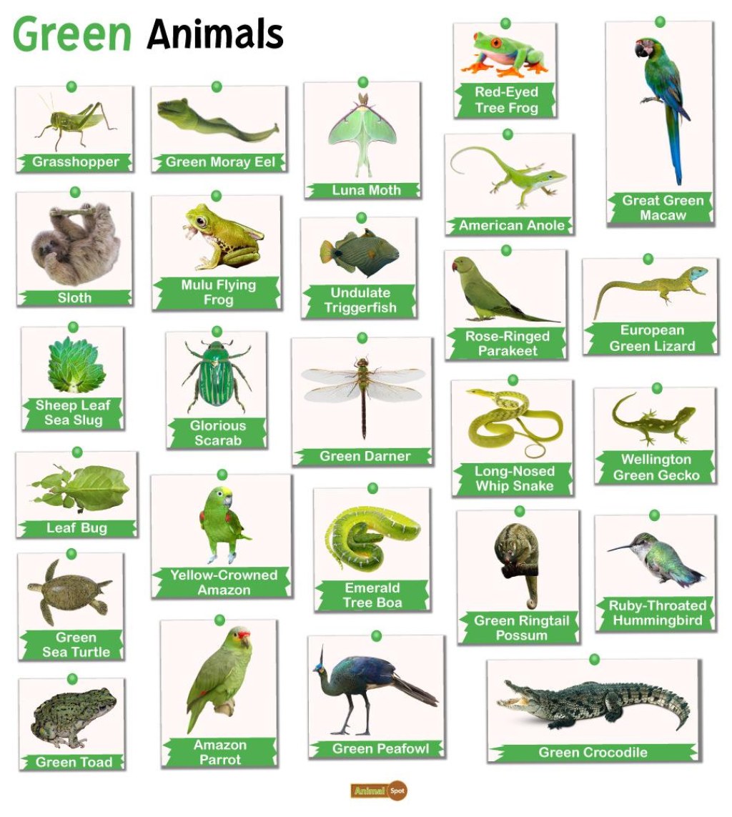 Picture of: Green Animals – Facts, List, Pictures