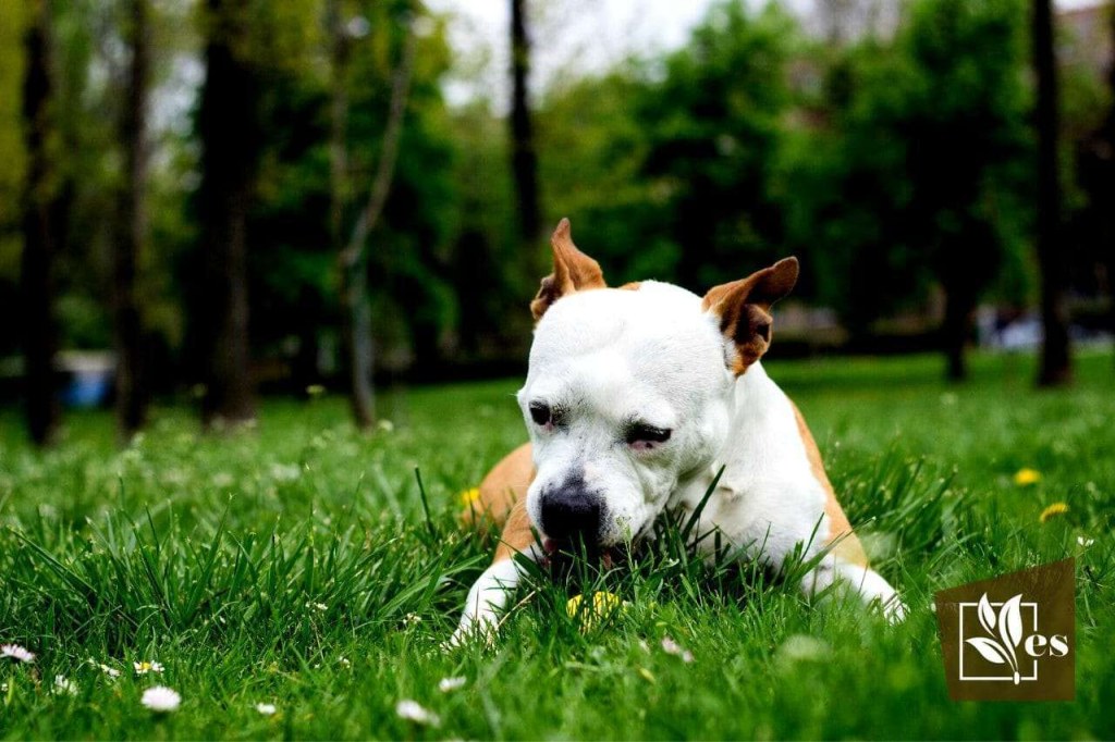 Picture of: How Long To Keep Dog Off Grass After Fertilizing: Safety Precautions