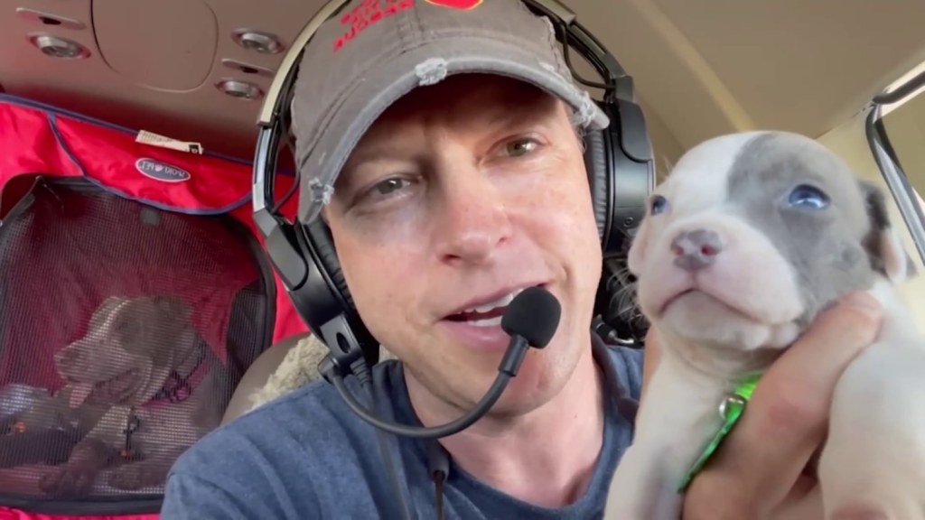 Picture of: How ‘Pilots to the Rescue’ is saving pets lives one flight at a time