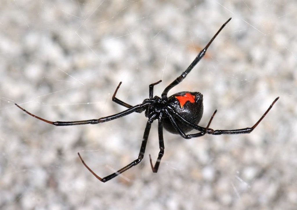 Picture of: How to Care for a Pet Black Widow Spider – PetHelpful