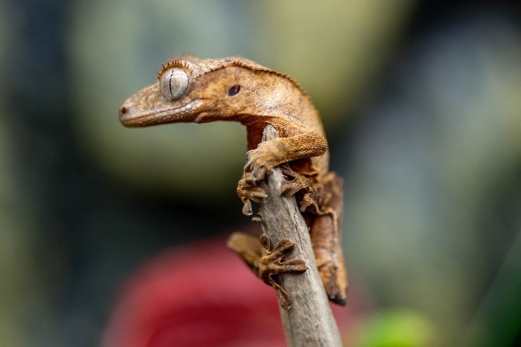 Picture of: How to Care for a Pet Crested Gecko