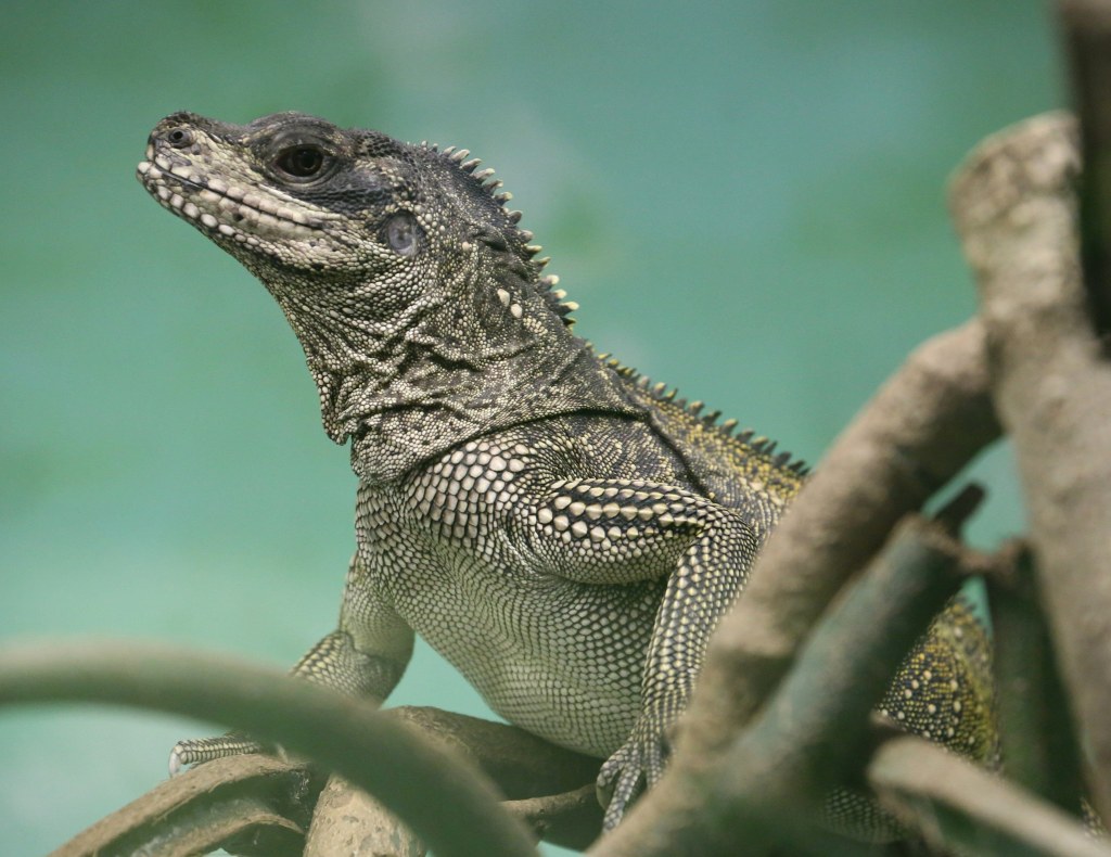 Picture of: How to Care for Your Sailfin Dragon  DubiaRoaches.com – Dubia