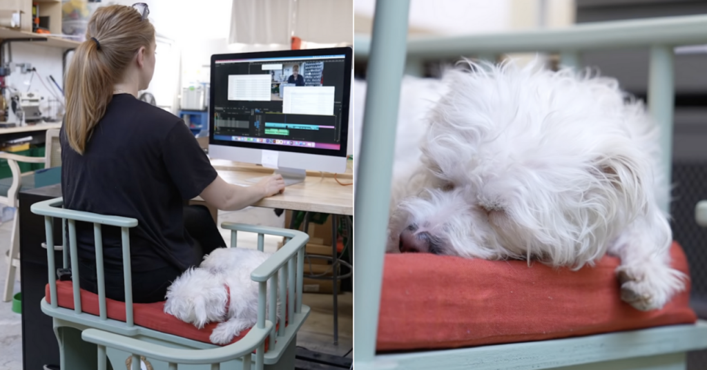 Picture of: Inventor Builds Adorable Chair That Allows Your Clingy Pets To Sit