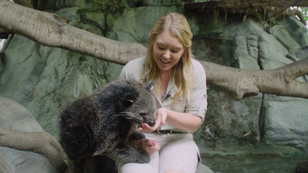 Picture of: Learn about our amazing binturong!