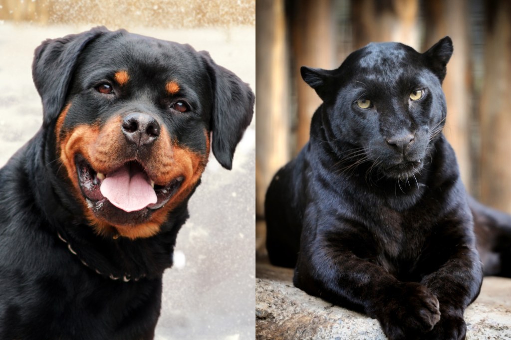 Picture of: Panther and Rottweiler Become Best Friends After Woman Rescues
