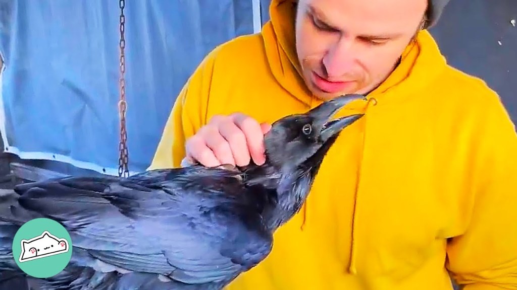 Picture of: Pet Raven Bonded With Man After He Was Abandoned and Mistreated  Cuddle  Birds