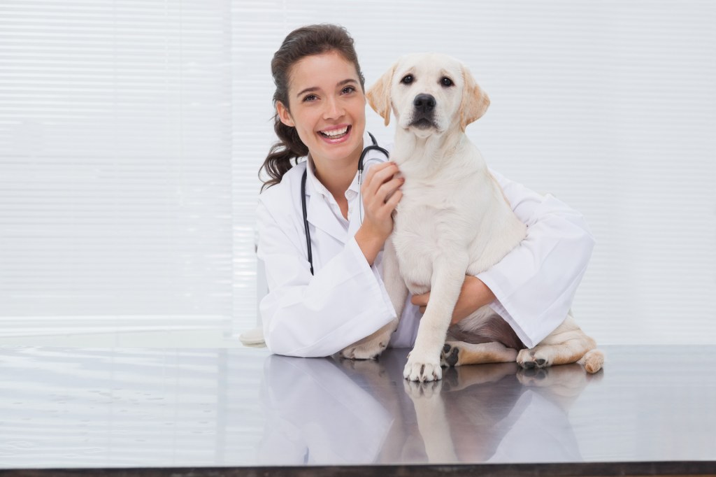 Picture of: Pets N Vets Animal Hospital in Chino Hills  Top and best vets in