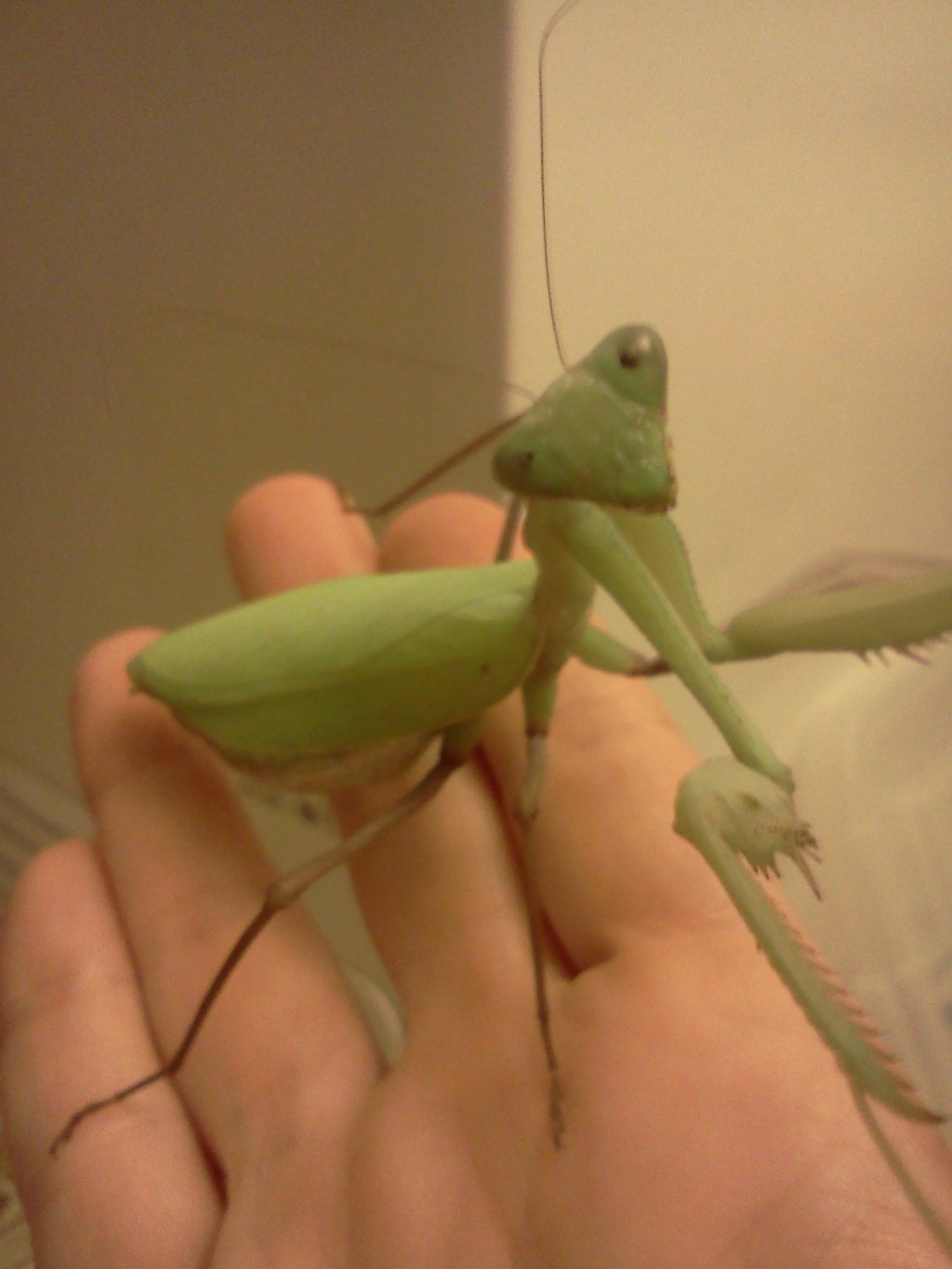 Picture of: Praying Mantises As Pets: Everything You Need To Know  Adopt And Shop