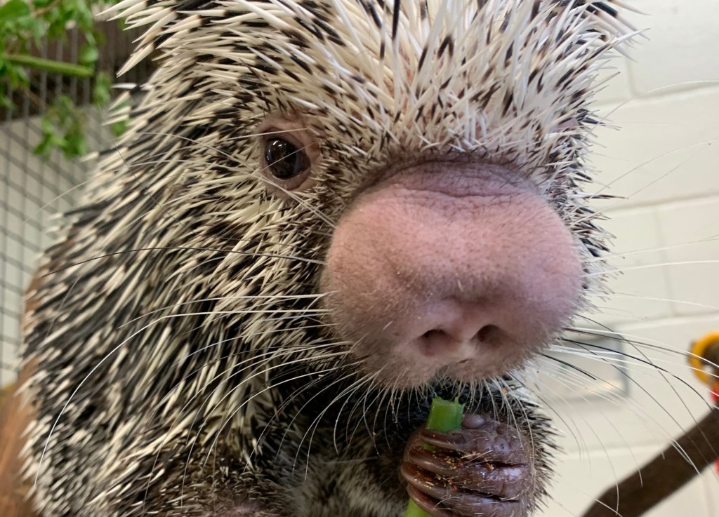 Picture of: Prickle Pup’: Porcupine Enjoying Being Petted Like a Dog Delights