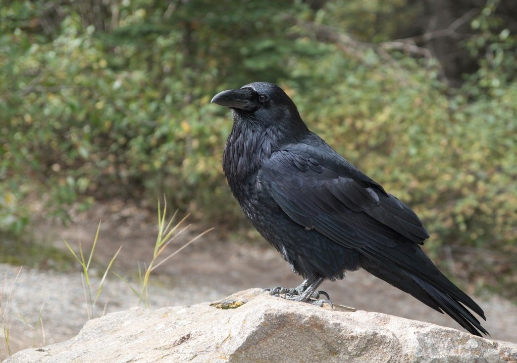 Picture of: Ravens as Pets: Do Ravens Make Good Pets? – Animal Hype