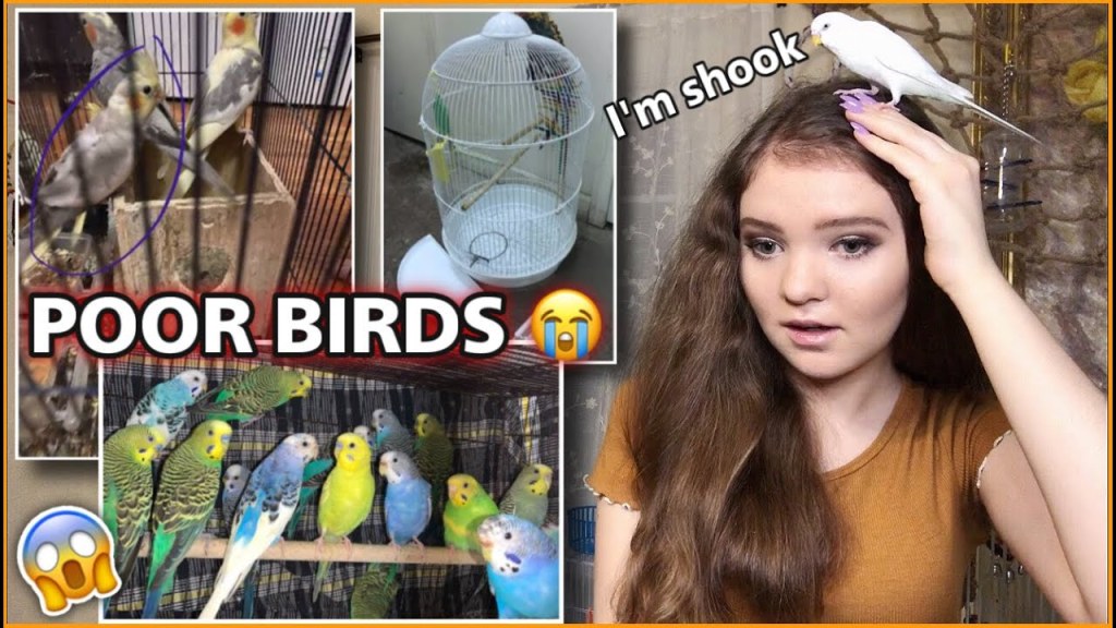 Picture of: REACTING TO PARROT CRAIGSLIST ADS! *how do I adopt them all*