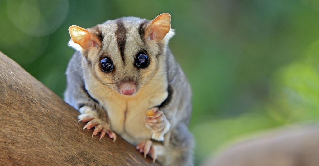 Picture of: Should You Keep Sugar Glider as a Pet?