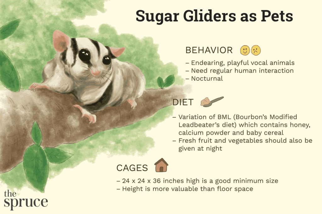 Picture of: Should You Keep Sugar Glider as a Pet?