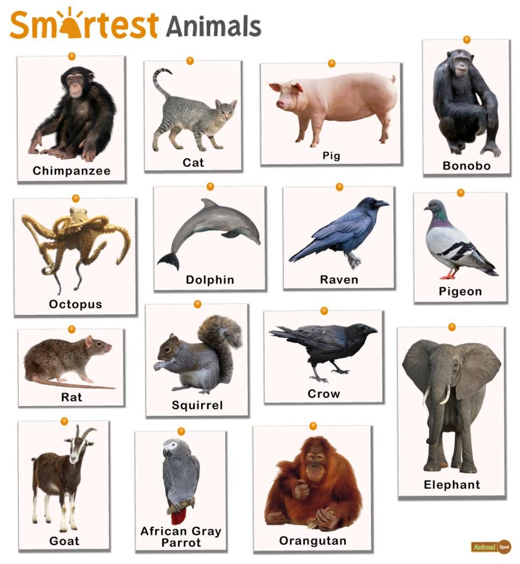 Picture of: Smartest Animals – Facts, List, Pictures