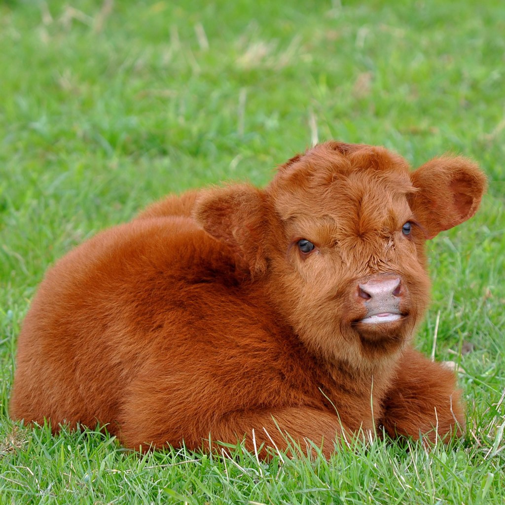 Picture of: You Can Have a Fluffy Miniature Cow As a Pet – Kitchen Fun With My